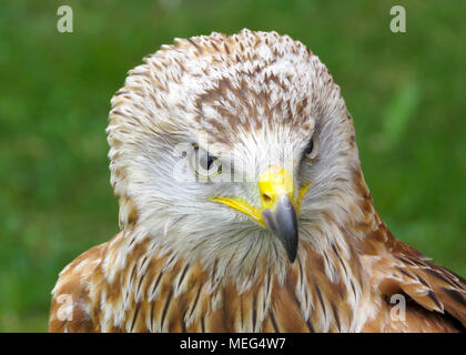 Le Milan royal (Milvus milvus) head and shoulders portrait UK Banque D'Images