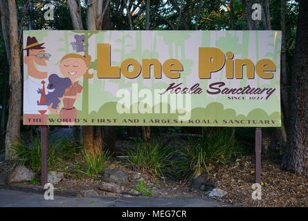 Le sanctuaire des Koalas de Lone Pine, le plus ancien et le plus grand sanctuaire de koala dans le monde près de Brisbane, Queensland, Australie Banque D'Images