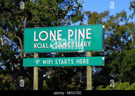 Le sanctuaire des Koalas de Lone Pine, le plus ancien et le plus grand sanctuaire de koala dans le monde près de Brisbane, Queensland, Australie Banque D'Images