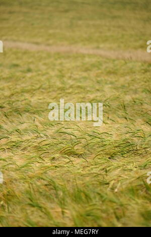 Presque l'heure de la charrue, la maturation de l'orge dans un champ de South Downs. Banque D'Images