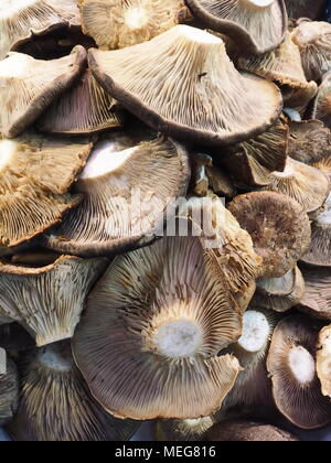 Champignons au marché un Banque D'Images