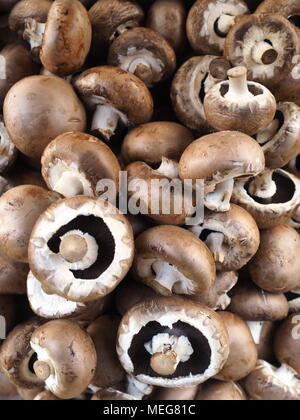 Champignons au marché un Banque D'Images