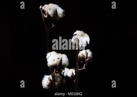 Plante sèche de coton avec des fleurs. Photo sur toile sur fond noir. Banque D'Images