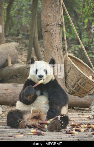 Grand panda eating bamboo à la base de recherche de Chengdu Panda Géant se reproduisent dans Chengdu, Sichuan, Chine Banque D'Images
