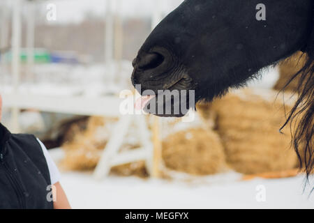 L'étalon frison montre la langue Banque D'Images