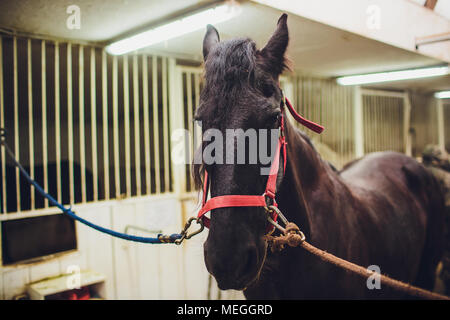 Cheval Arabe anglo-regardant dans les écuries de chevaux Banque D'Images