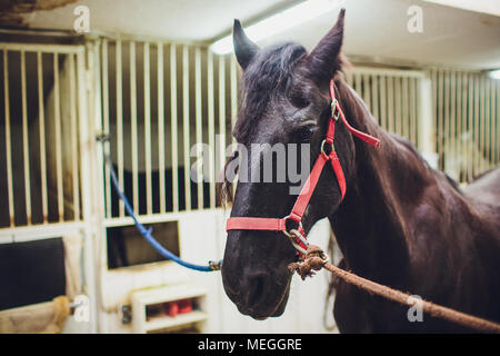 Cheval Arabe anglo-regardant dans les écuries de chevaux Banque D'Images