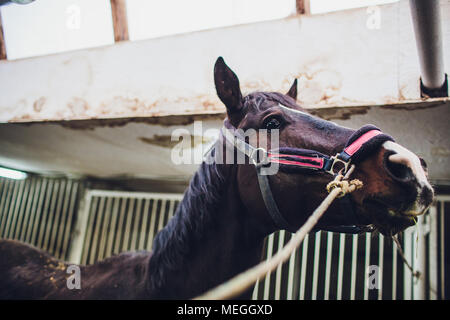 Cheval Arabe anglo-regardant dans les écuries de chevaux Banque D'Images