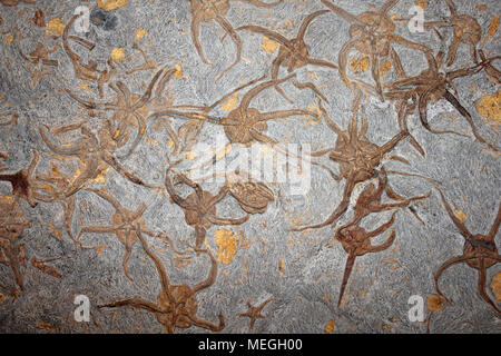 Plaque de Starfish Brittlestar Ophiuroidea du Maroc Banque D'Images