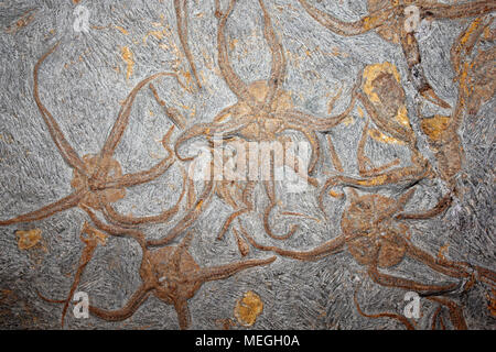 Plaque de Starfish Brittlestar Ophiuroidea du Maroc Banque D'Images