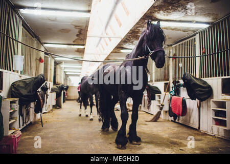 Le cheval frison. Personnes déplacées dans les Pays-Bas. Le cheval noir Banque D'Images