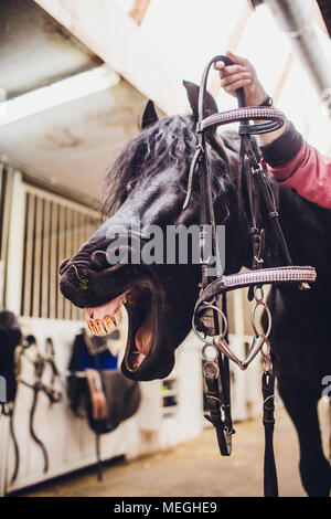 Le cheval frison. Personnes déplacées dans les Pays-Bas. Le cheval noir, bâillements et ressemble à ce qu'il rit. Banque D'Images