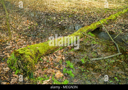 Journal moussue déposant au travers du ruisseau-rill à l'automne - hiver à Zabrze, forêt de montagne, de Silésie en Pologne. Banque D'Images