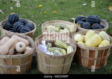 Paniers de courges mûres présentés à la vente sur un marché agricole Banque D'Images