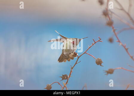 Anna's Hummingbird (Calypte anna) - juste à l'atterrissage sur une branche. Vancouver Banque D'Images