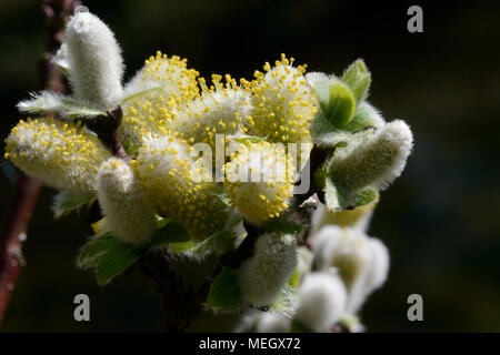 Hallebarde willow Salix hastata Wehrhahnii [chatons] au printemps Banque D'Images