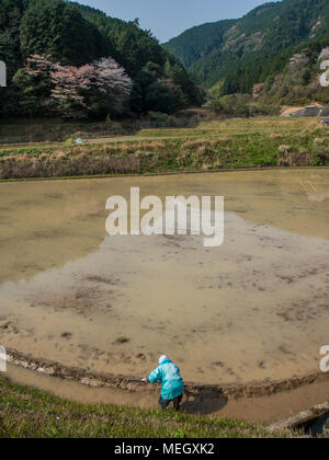 Cultiver l'agricultrice rizière inondée, printemps, Kochi, Shikoku, Japon Banque D'Images