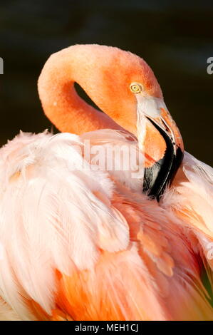 Grater Flamingo (Phoenicopterus ruber) Banque D'Images