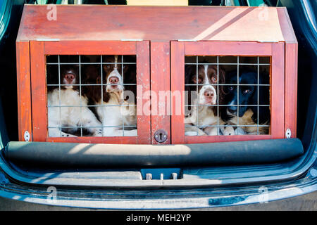 Spanial Cocker les chiens dans une cage pour transoortation au retour d'un SUV voiture. Banque D'Images