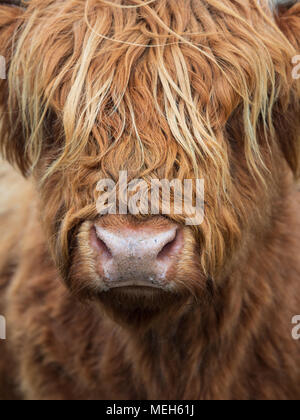 Highland Cattle Banque D'Images