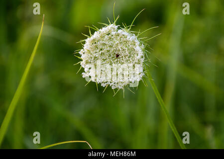 Close up of Queen Anne's Lace en champ d'été Banque D'Images