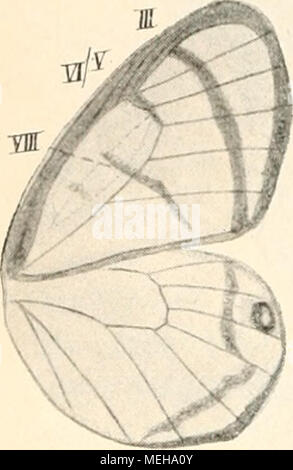 . Die Entstehung der Arten auf Grund von erwobener Vererben Caractéristiques nach den Gesetzen organischen Wachsens : Ein Beitrag zur einheitlichen Auffassung der Lebewelt . 1) Georg Sempkk : Die Schmetterlinge der Inseln Philippinischen. I. Die Tagfalter. Wiesbaden, Kreidel, 1886--1892, S. ue. Taf. XXII. Banque D'Images