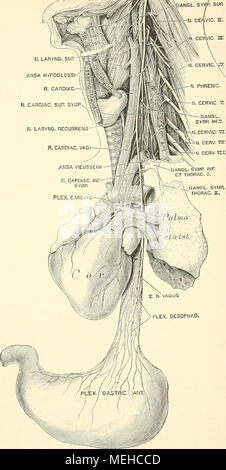 . Die topographische und descriptif pot des Menschen . 584. Der linke nervus vagus Verbindungen mit seinen. Banque D'Images
