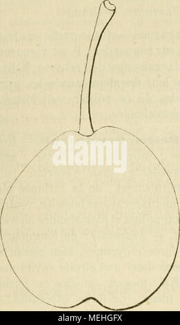 . Dictionnaire de mairie (Kiel), contenant l'histoire, la description, la figure des fruits anciens et des fruits modernes les plus G©N©ralement connus et cultivÂ©s . Poire OIN (petit-]. Â Voir-Petit-Oin. 717. Poire OKEN. Synonjmes. Â Poires : 1. Oken d'hiver ( Vau Mons, gÃ©nÃ©Annales rales des sciences physiques, 1820, t. V, p. 124, n" 8, pi. Lxxv). Â 2. BeurrÃ© Ocken (cycle nycthéméral, Vorz. Kernobstsorten, 1821, p. xvui). Â 3. Gent-Couronnes (Laurent de Bavay, Catalogne des pÃ©piniÃ¨res de Vilvorde-lez-Bruxelles, 1852 ; â etDecaisue, le jardin fruitier du MusÃ©um, 1869, t. VIII). Description de l'ar Banque D'Images