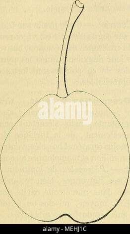 . Dictionnaire de mairie (Kiel) : contenant l'histoire, la description, la figure des fruits anciens et des fruits modernes les plus gÃ©nÃ©ralement connus et cultivÃ©s . Poire OIN (PETIT. Voir Petit- l'OIN. 717. Poire OKEN. Synonymes. Â Poires : 1. Oken d'hiver ( Vao Mons, gÃ©nÃ©Annales rales des sciences physiques, 1820, t. V, p. 124, n° 8, pi. lxxv). Â 2. BeurrÃ© Ocken (cycle nycthéméral, Vorz. Kernobstsorten, 1821, p. xvm). Â 3. Cent-Couronnes (Laurent de Bavay, Catalogue des pÃ©piniÃ¨res de Vilvorde-lez-Bruxelles, 1852 ; â et Decaisne, le jardin fruitier du MusÃ©um, 1869, t. VIII). Description Â"le l'arbre* Banque D'Images