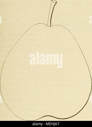. Dictionnaire de mairie (Kiel), contenant l'histoire, la description, la figure des fruits anciens et des fruits modernes les plus G©N©ralement connus et cultivÂ©s . Description du fruit. - Grosseur : au-dessus de la moyenne. - Forme : conique, TRÀ¨s-obtus, gÃ©nÃ©with ralement un cÃ'tÃ© plus renflÃ© que l'autre. Â PÃ©doncule : peu de temps, grÃªle, obliquement implantÃ© Ã fleur de président et contre un mamelon parfois assez marquÃ©. Â Åil : moyen, ouvert, rarement trà s¨- enfoncÃ©. Â Peau : jaune clair et rugueuse, nuancÃ©e de vert et recouverte en partie d'une cou- che d'un roux foncÃ© sur laquelle Banque D'Images