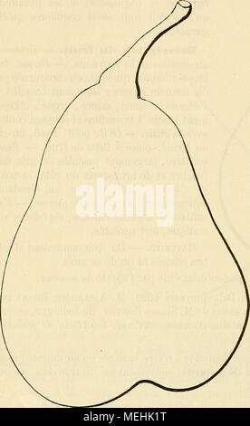 . Dictionnaire de mairie (Kiel) : contenant l'histoire, la description, la figure des fruits anciens et des fruits modernes les plus gÃ©nÃ©ralement connus et cultivÃ©s . BONNE Poire- AMET. Â Synonyme de poire Saint-FranÃ§ois. Voir ce nom. 285. BONNE POIRE D'ANJOU. description de l'arbre. Â Bois : assez fort. Â Rameaux : nombreux, lÃ©gÃ¨- turation Ã©talÃ©s, gros, longs, TRÀ¨s-coudÃ©s, brun grisÃ¢tre lavÃ© de rose auprÃ¨s des yeux, ayant les lenticelles grandes, rapprochÃ©es, et les coussinets presque aplatis. - Yeux : moyens, ovoÃ¯des, duveteux, Ã©cartÃ©s du bois, Ã Ã©cailles entr'ouvertes. Â Banque D'Images