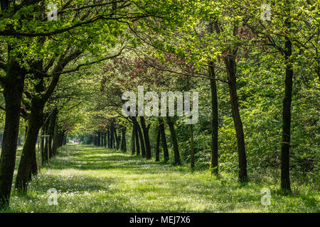 Green tunnel d'arbres dans un parc Banque D'Images