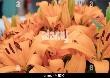 Un beau lys orange dans le jardin Banque D'Images