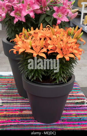 Un beau lys orange dans le pot dans le jardin Banque D'Images