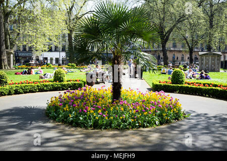 D'arbres et de fleurs doubles en basse Grosvenor Gardens, près de la gare de Victoria, Londres. Banque D'Images