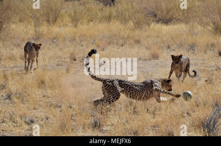 Le guépard en Namibie Banque D'Images