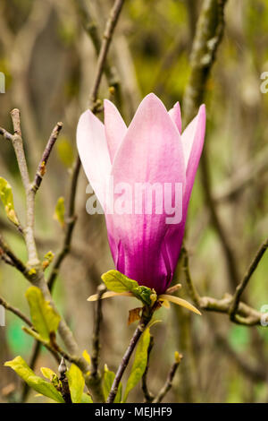 La photo en gros plan de fleur de magnolia Susan Banque D'Images