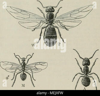 . Die Ameise. Schilderung ihrer Lebensweise . Die drei Formen typischen :-Mämichen M (CF), W Weibchen (en ), UN Arbeiter (^) Camponotus ligniperdus von Ltr. Nach Ziegler. Normalerweise unterscheiden wir drei Formen : geflügelte Männ- chen (ö"), geflügelte Weibchen ($) und Arbeiter ungeflügelte^ (). Xur dans ganz seltenen Ausnahmen, bei parasitisch lebenden Ameisen, Epoecus {Anergates usw.) ist die dans Arbeiterform Wegfall gekommen ; sonst findet Sie sich überall. En saurait vielen kommen aber zu den drei klassischen Formen durch weitere sekundäre Spaltung noch mehrere Banque D'Images