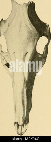 . Die Abstammung der ältesten Haustiere .. . Banque D'Images