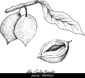 Les fruits tropicaux, Illustration part Croquis d'Abiu ou Pouteria Caimito Fruits isolé sur un fond blanc. Riche en vitamine C aux Nu Illustration de Vecteur