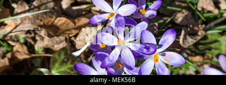 Purple crocus Webbanner Banque D'Images