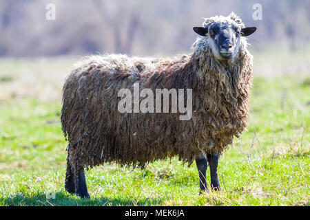 Vue latérale du gros moutons sains avec de longs cheveux bouclés blanc polaire gris vert seule dans les champs à la recherche sur l'appareil photo fièrement dans le flou lumineux Banque D'Images