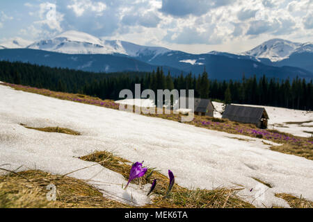 Close-up de merveilleux blooming crocus d'abord briser la neige. Image floue de cabanes de bergers et puissante montagne couverte de forêt à dista Banque D'Images