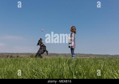 Une jeune fille jouant à la balle avec un Labrador noir dans un champ Banque D'Images