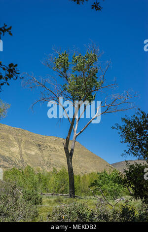 Seul arbre grandit au milieu d'une prairie Valley en Californie du sud. Banque D'Images