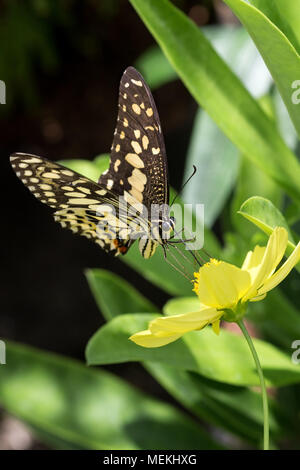 Également connu sous le nom de papillon du machaon machaon machaon à damiers, lime et Papilio demoleus vu ici avec l'extrusion de l'alimentation sur Cosmos proboscis Banque D'Images