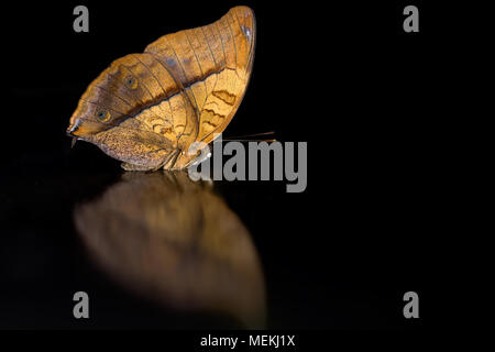 Close-up macro photo d'insecte Vidula dejone erotella ou papillon papillon avec le croiseur image miroir symétrique isolée sur fond noir. Banque D'Images