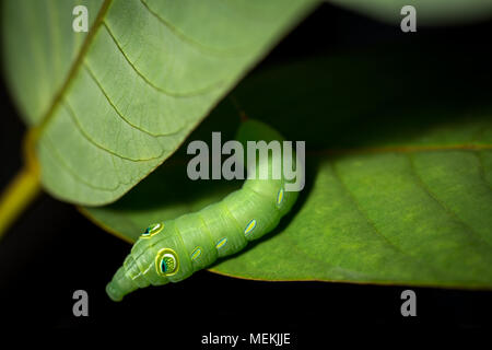 Hippotion celerio Caterpillar le stade de la vigne Hawk Moth ou Silver-Striped Hawk. Amplifiées close-up macro photographie libre de Caterpillar Banque D'Images