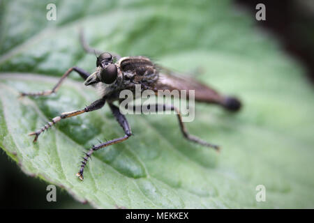 Robber fly a également appelé l'Asilidae mouches assassin de sa famille. Superbe macro photographie close-up. Un insecte grossie avec yeux composés on leaf Banque D'Images