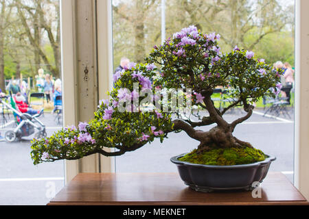 Semi Cascade Japonais Satsuki Azalea Bonsai en formation en Irlande du Nord et en exposition au festival de printemps de Belfast à Barnetts Demesne Banque D'Images